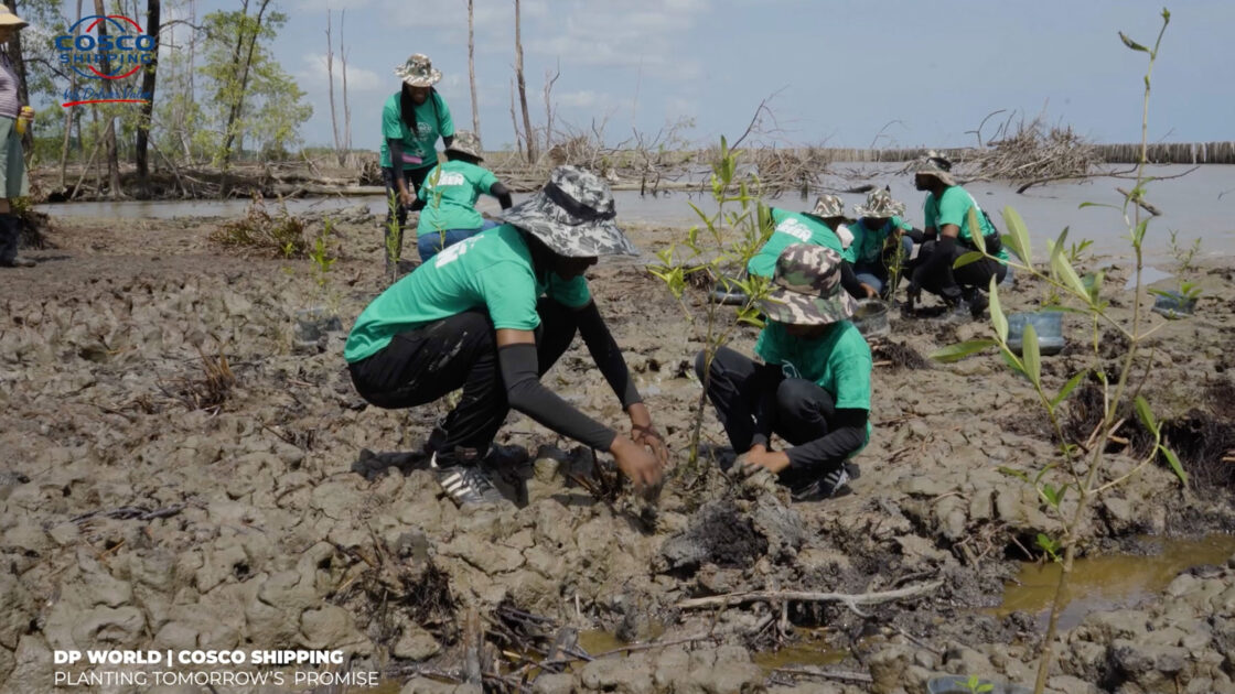 DPWORLD COSCO SHIPPING Planting Mangrove Trees